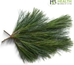 Biologische Dennennaalden Thee | Verse Dennennaalden Thee | Suramin | 100% Natuurlijk Kruiden Thee | Per 50 Gram | Gratis Verzending