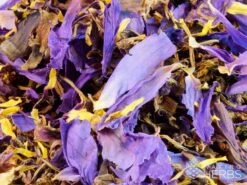 Blauwe Lotus - Nymphaea Cearulea